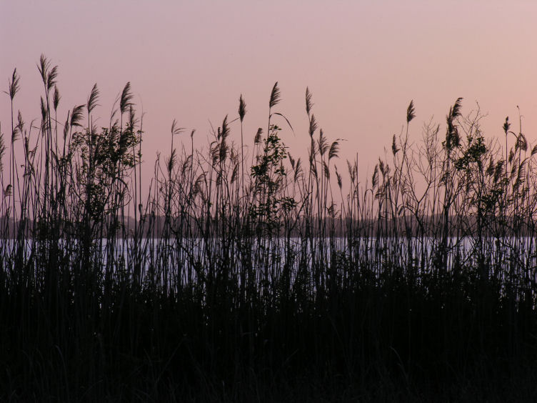 Tramonti sul lago di Massaciuccoli
